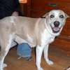 Rosemary-ADOPTED-6.22.15