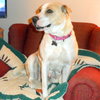 Rosemary-ADOPTED-6.22.15