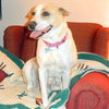 Rosemary-ADOPTED-6.22.15