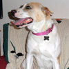 Rosemary-ADOPTED-6.22.15