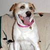 Rosemary-ADOPTED-6.22.15