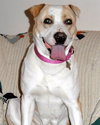 Rosemary-ADOPTED-6.22.15