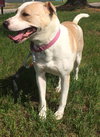 Rosemary-ADOPTED-6.22.15