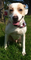 Rosemary-ADOPTED-6.22.15