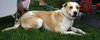 Rosemary-ADOPTED-6.22.15