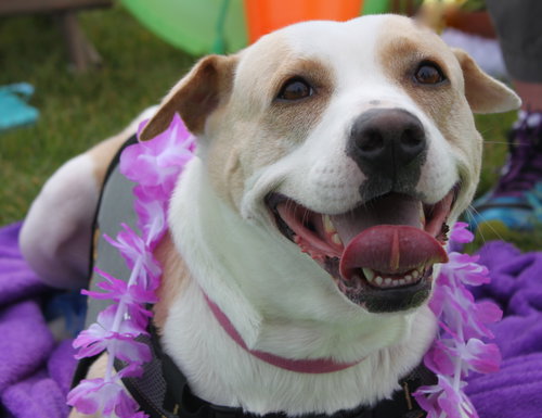 Rosemary-ADOPTED-6.22.15