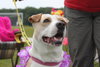 Rosemary-ADOPTED-6.22.15
