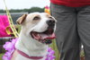 Rosemary-ADOPTED-6.22.15