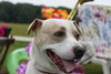 Rosemary-ADOPTED-6.22.15