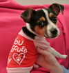 Aubrey - ADOPTED 02.26.15