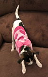 Aubrey - ADOPTED 02.26.15