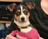 Aubrey - ADOPTED 02.26.15