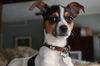 Aubrey - ADOPTED 02.26.15