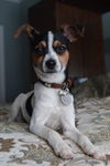 Aubrey - ADOPTED 02.26.15