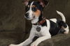 Aubrey - ADOPTED 02.26.15