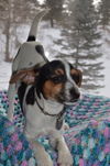 Aubrey - ADOPTED 02.26.15