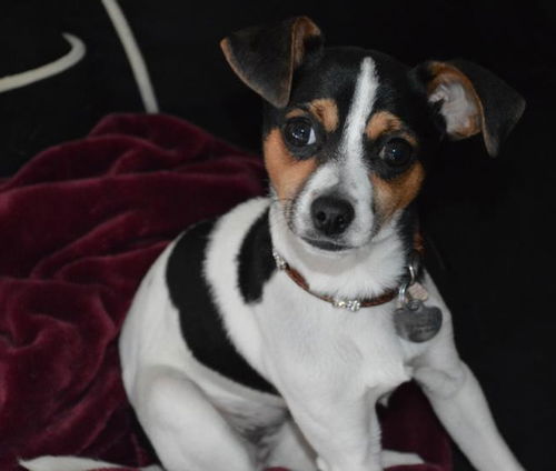 Aubrey - ADOPTED 02.26.15