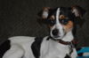 Aubrey - ADOPTED 02.26.15