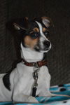 Aubrey - ADOPTED 02.26.15