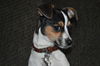 Aubrey - ADOPTED 02.26.15