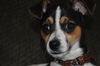 Aubrey - ADOPTED 02.26.15