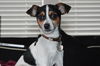 Aubrey - ADOPTED 02.26.15
