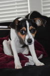 Aubrey - ADOPTED 02.26.15