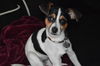 Aubrey - ADOPTED 02.26.15