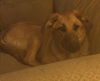 Buckwheat-ADOPTED-2.25.15