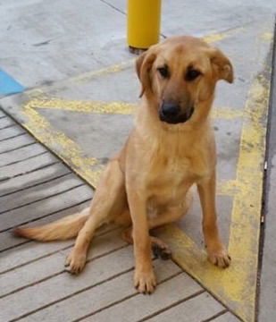 Buckwheat-ADOPTED-2.25.15