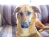 Buckwheat-ADOPTED-2.25.15