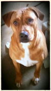 Rosa-ADOPTED-3.12.15