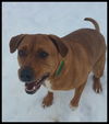 Rosa-ADOPTED-3.12.15
