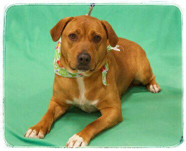 Rosa-ADOPTED-3.12.15