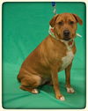 Rosa-ADOPTED-3.12.15