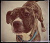 Winnie - ADOPTED 03.08.15