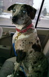 Tinley - ADOPTED-12.13.15