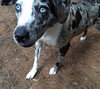 Tinley - ADOPTED-12.13.15