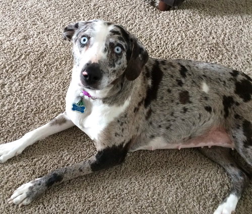 Tinley - ADOPTED-12.13.15