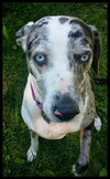 Tinley - ADOPTED-12.13.15