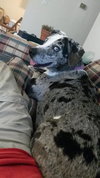 Tinley - ADOPTED-12.13.15