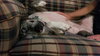 Tinley - ADOPTED-12.13.15