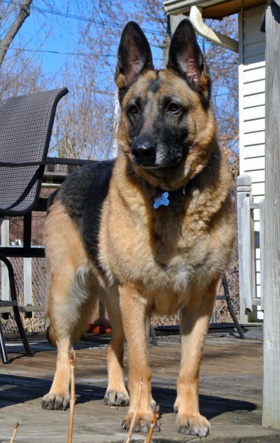 Nina-ADOPTED-5.27.15