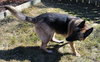Nina-ADOPTED-5.27.15