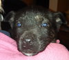 Hn Litter Pepsi - ADOPTED 04.04.15