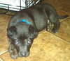 Hn Litter Pepsi - ADOPTED 04.04.15