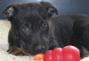 Hn Litter Pepsi - ADOPTED 04.04.15