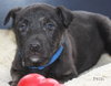 Hn Litter Pepsi - ADOPTED 04.04.15