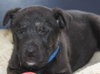 Hn Litter Pepsi - ADOPTED 04.04.15