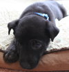 Hn Litter Pepsi - ADOPTED 04.04.15